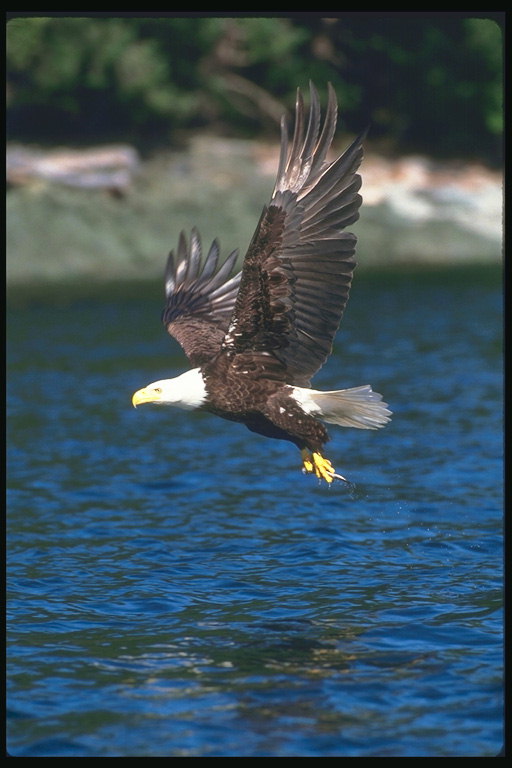 Sommar. Bald Eagle flyger över sjön