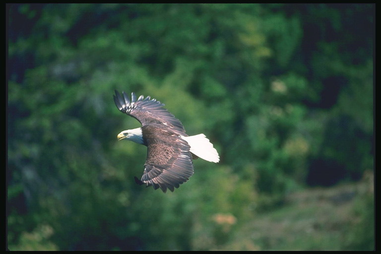 Sommer. Bald Eagle fliegt vor dem Hintergrund des Waldes
