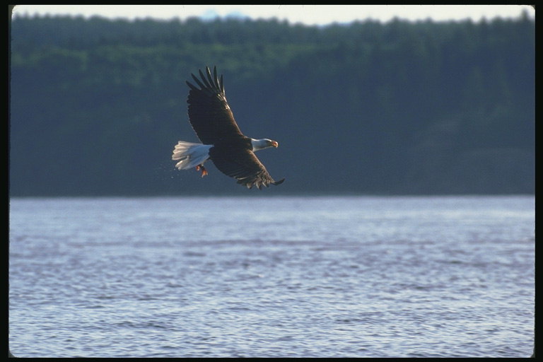 Verano. Águila calva moscas contra el telón de fondo del lago.