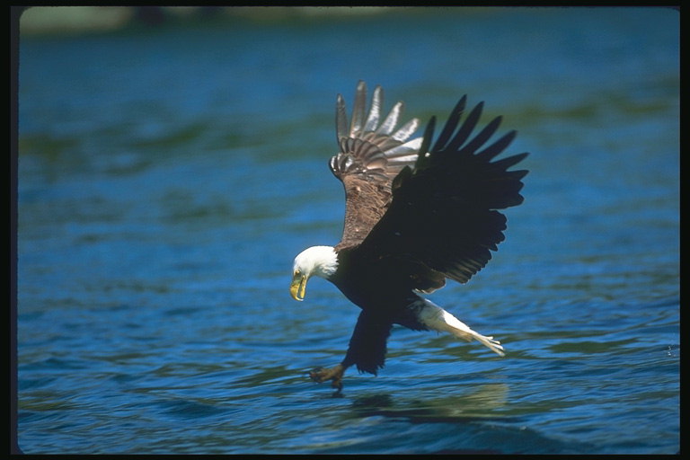 Sommer. Bald Eagle angripe en fisk i vannet.