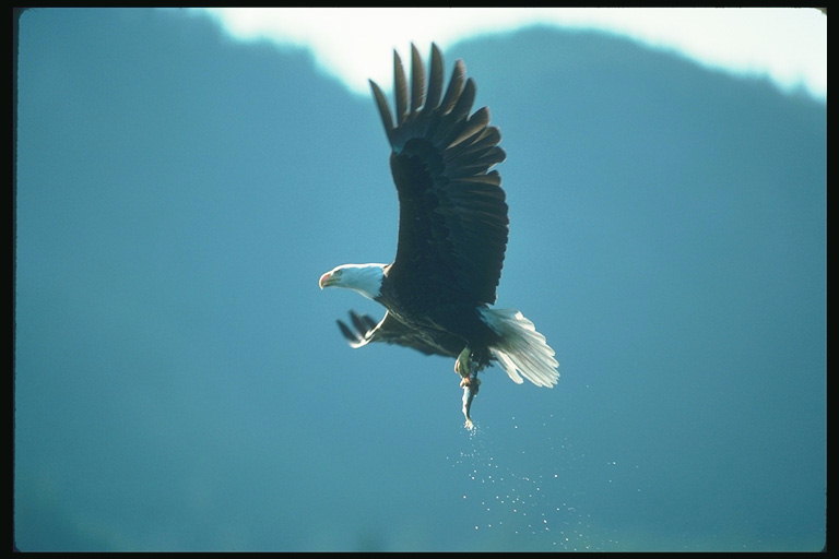 Sommar. Bald Eagle flyger mot bakgrund av berg med en fisk i klorna