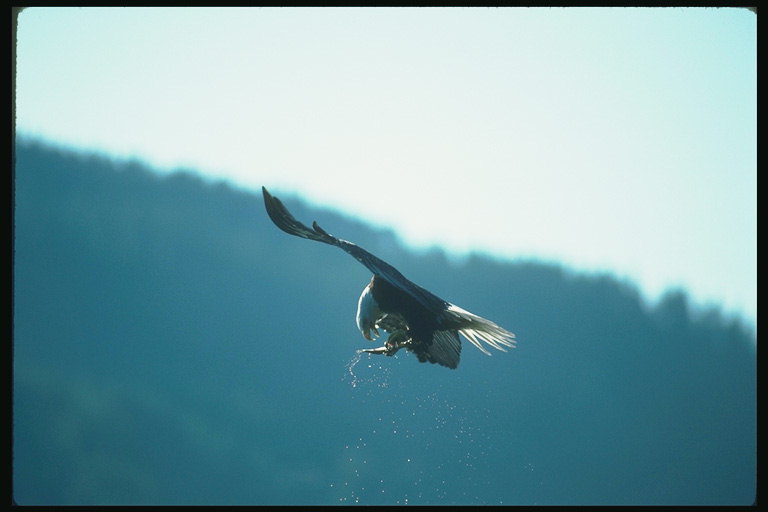 Sommer. Bald Eagle flyr med fisk