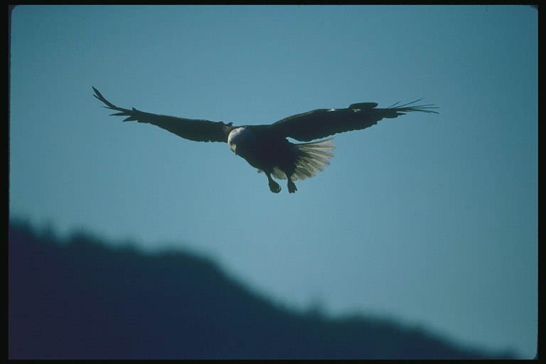Лето. Белоголовый орлан в полете, в поиске добычи