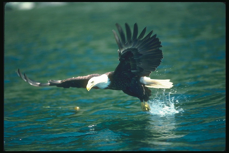 Лето. Белоголовый орлан летит хватает рыбу в воде