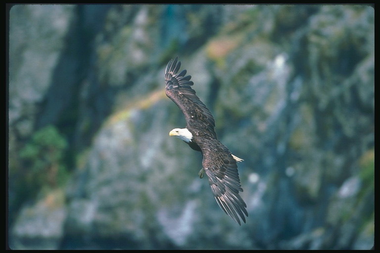 Sommar. Bald Eagle flyger mot en bakgrund av stenar