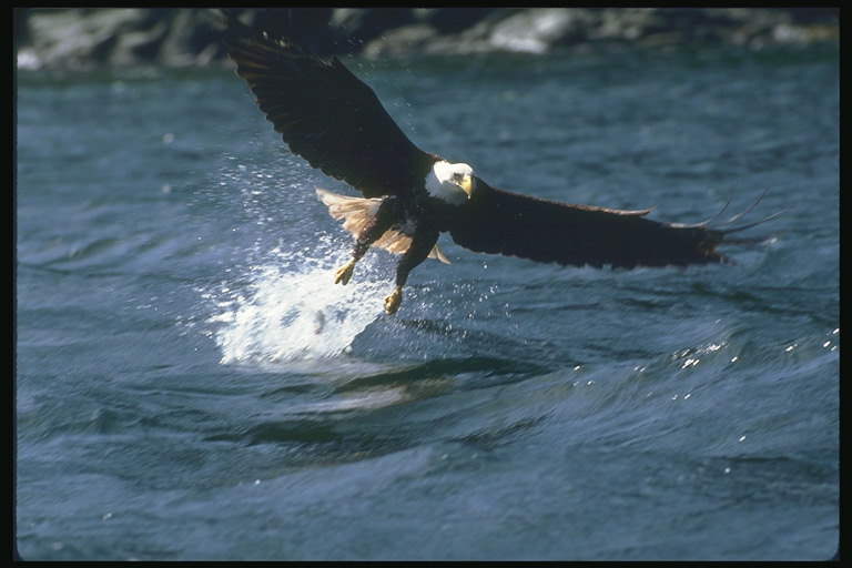 Verão. Bald Eagle faltando presa na água, mal