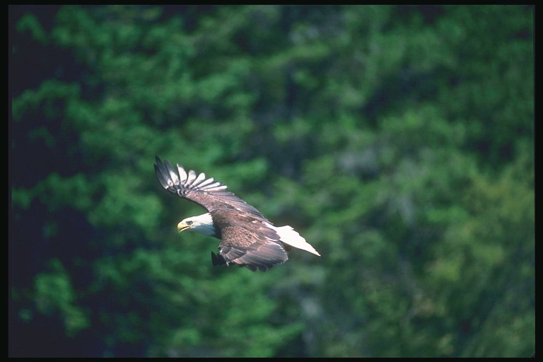 Estate. Bald Eagle vola sullo sfondo della foresta