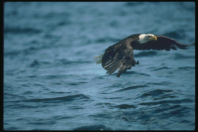 Verão. Bald águia voa contra o pano de fundo do lago