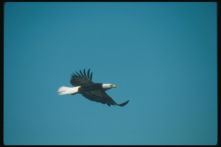 Musim panas. Bald eagle flies terhadap latar belakang dari langit