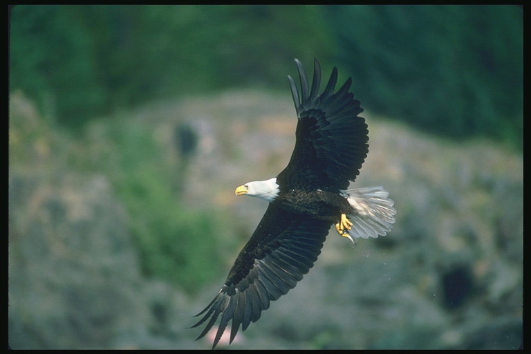 Mùa hè. Bald eagle flies chống lại một nền tảng của forested núi
