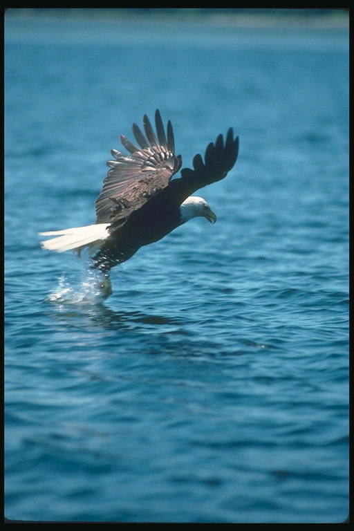 Verán Bald águia voa contra o Pano de fondo da auga, pega o peixe