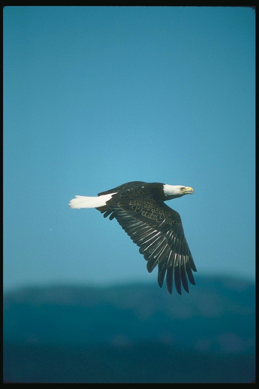 Summer. Bald eagle in flight against the sky
