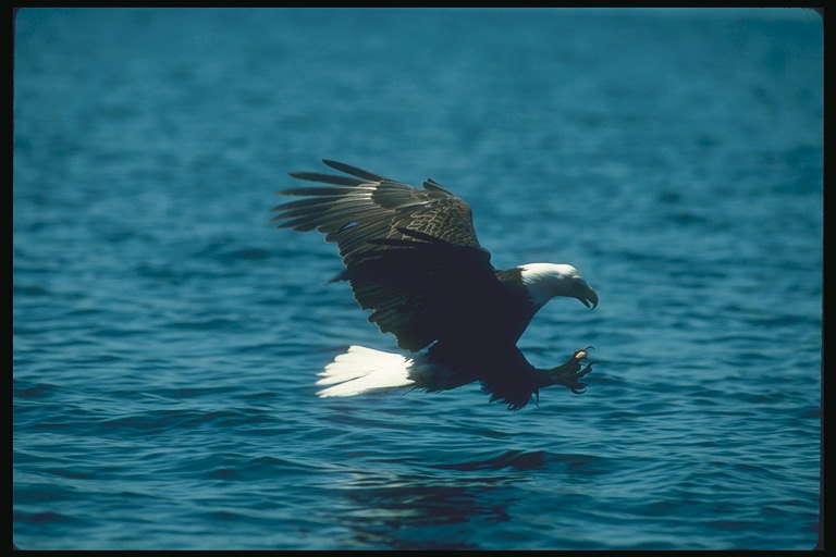 Verano. Águila calva moscas contra el telón de fondo del lago, los peces está atacando
