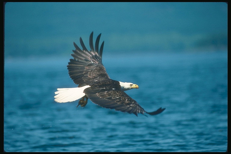 Verán Bald águia voa contra o Pano de fondo do lago, en busca de mineração