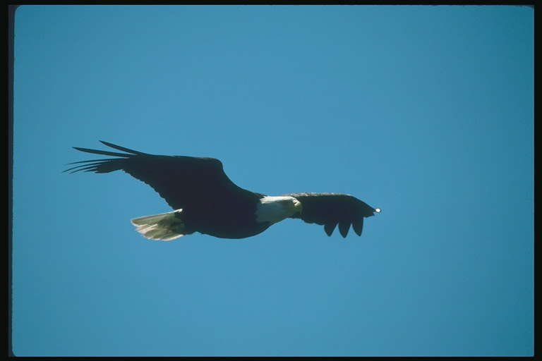Zomer. Flight Bald Eagle