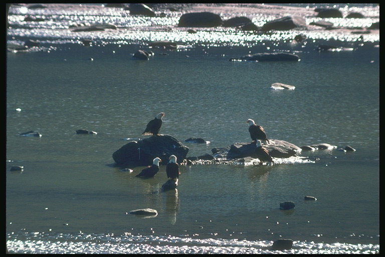 여름. 물 속에서 바위에 앉아있는 대머리 독수리