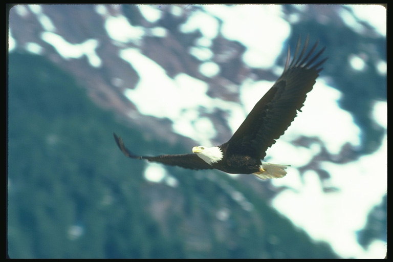Bald eagle flies terhadap latar belakang dari gunung salju
