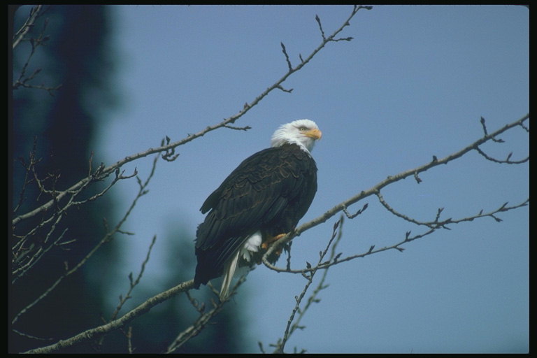 Verano. Águila de cabeza blanca sentado en un árbol