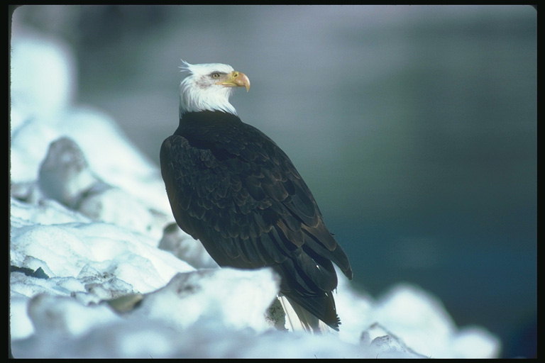 Iarnă. Bald Eagle stă în zăpadă, pe fondul de lac