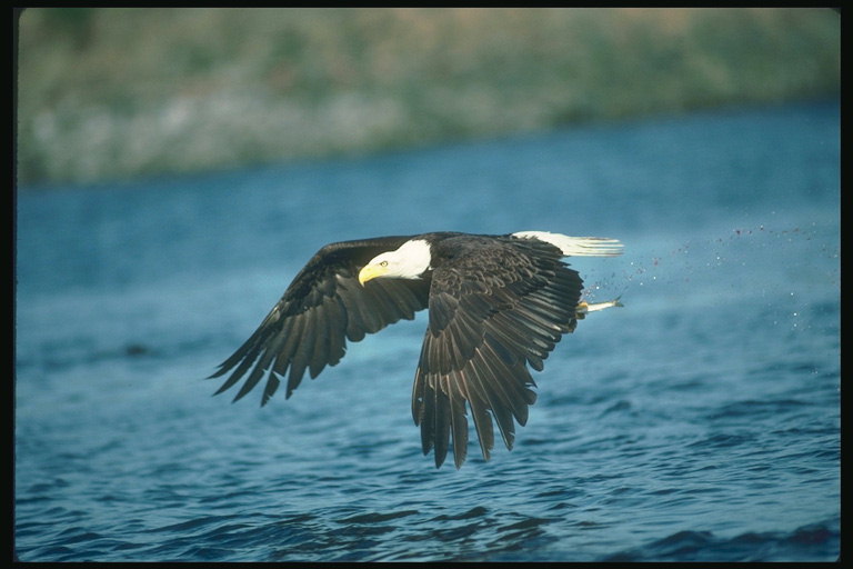 Estate. Bald Eagle vola sullo sfondo di una costa, in cerca di pesce