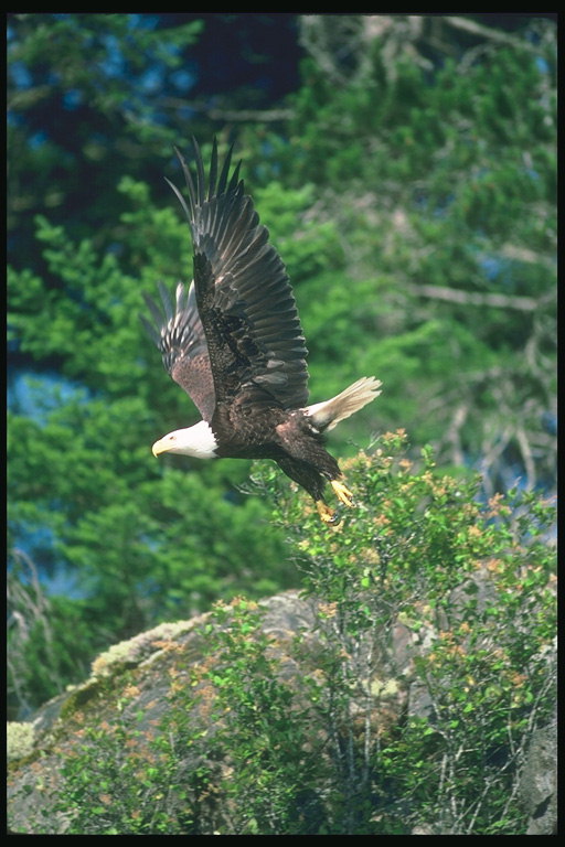 Suvi. Bald eagle lendab taustal kaljud, rohelus.