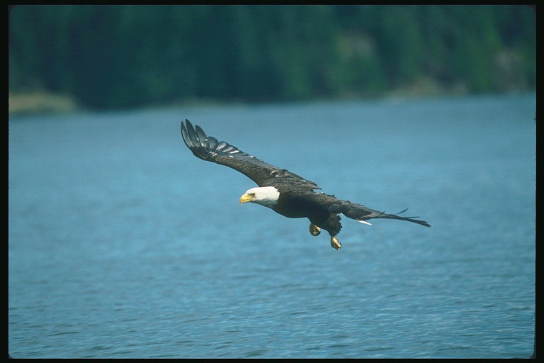Лето. Белоголовый орлан летит на фоне озера, увидел добычу
