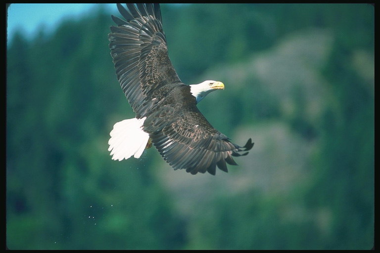 Musim panas. Bald eagle flies terhadap latar belakang pegunungan yang hijau