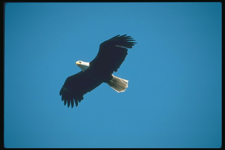Summer. Bald eagle flies against a background of sky