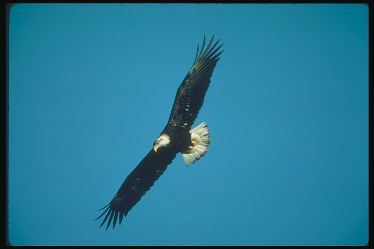 Sommar. Bald Eagle flyger mot bakgrund av himlen för att söka gruvdrift