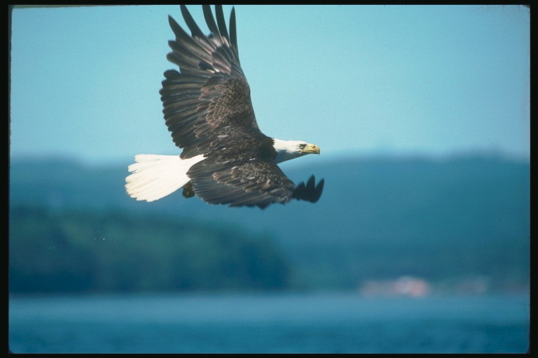 Sommar. Bald Eagle flyger mot bakgrund av sjön