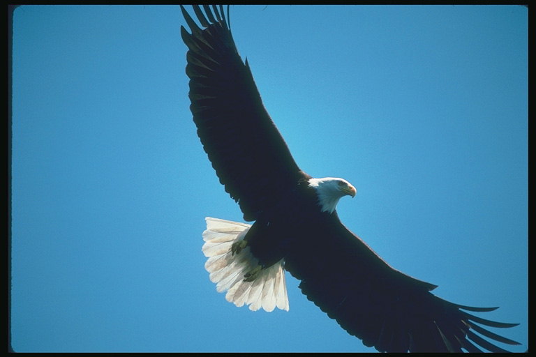 Verán Bald águia voa contra o Pano de fondo o ceo en busca de mineração