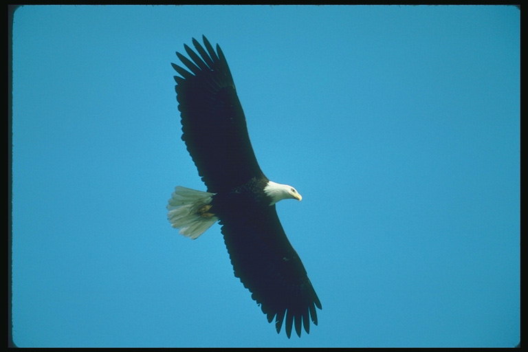 Sommar. Bald Eagle flyger mot bakgrund av himlen för att söka gruvdrift