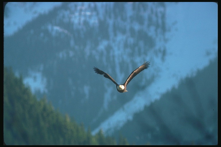 Summer. Bald eagle flies against the backdrop of snow-capped mountains