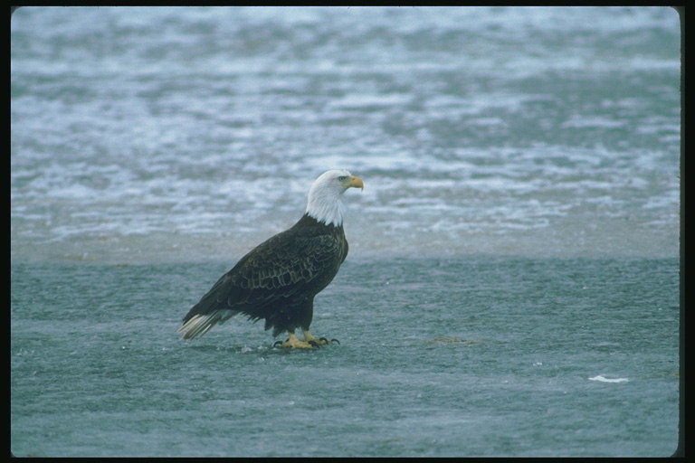 Primavera. Bald Eagle seduta su una superficie di colore grigio