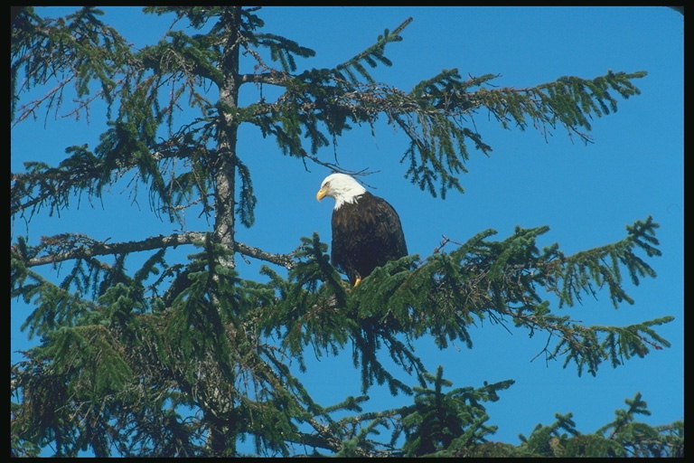 Spring. Bald eagle sitting on a fir
