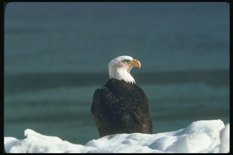 Wiosna. Bald Eagle siedzi w śniegu