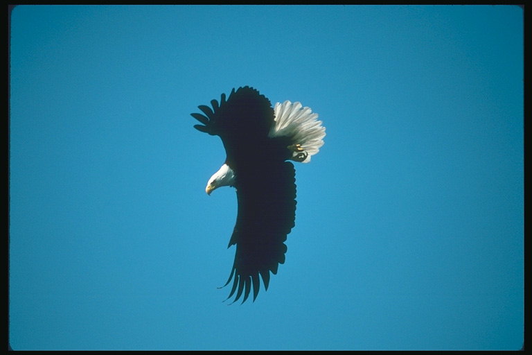 Весна. Белоголовый орлан летит на фоне неба, в поиске пищи