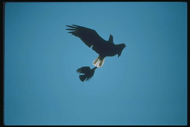 Jaro. Dva letící orlice na pozadí nebe