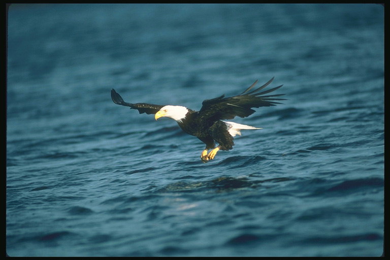 Primavera. Bald Eagle vola sullo sfondo del lago