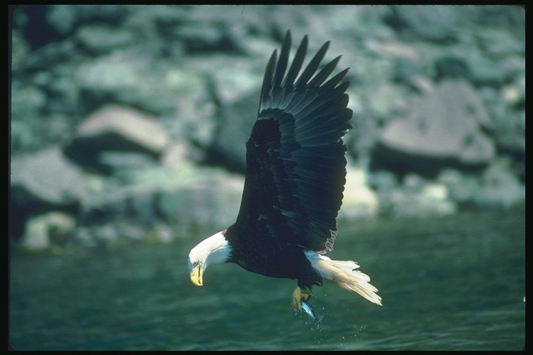 Spring. Bald eagle with prey in its claws, against a background of rocks and water