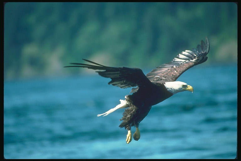 Vår. Bald Eagle flyger mot bakgrund av kusten