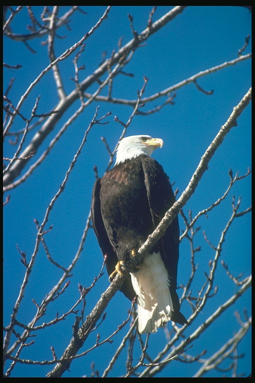 Toamna. Bald Eagle şedinţe într-un copac
