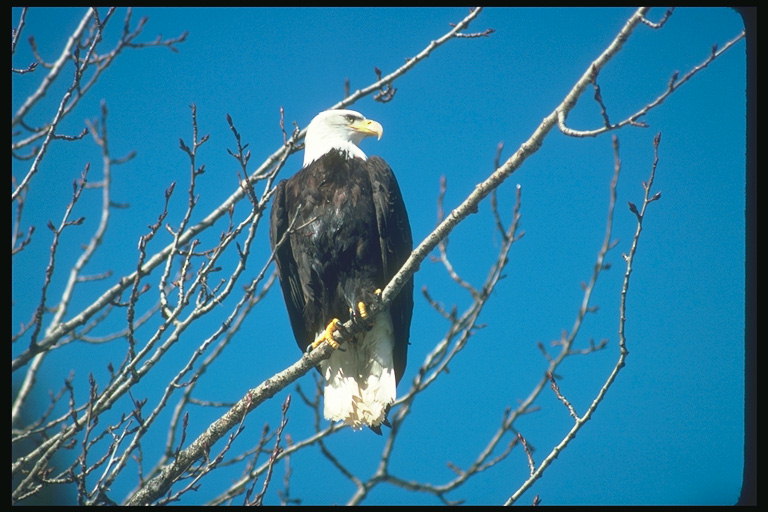 Començaments de tardor. Águila de cap blanc assegut en un arbre
