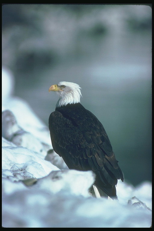 Early kevadel. Bald eagle istub lumi
