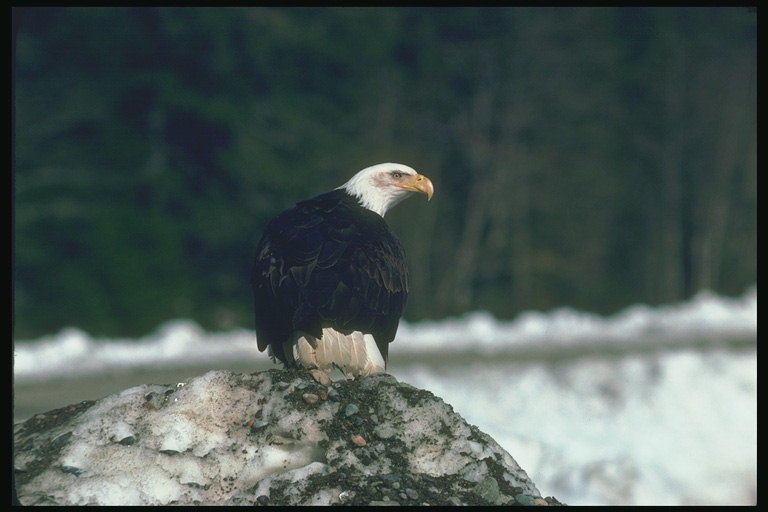Musim semi. Bald eagle duduk di atas batu