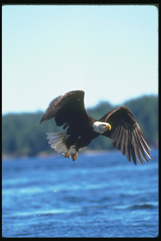 Summer. Bald eagle flies against the backdrop of the lake
