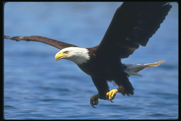 Summer. Bald eagle flies against the backdrop of the lake, ready to attack