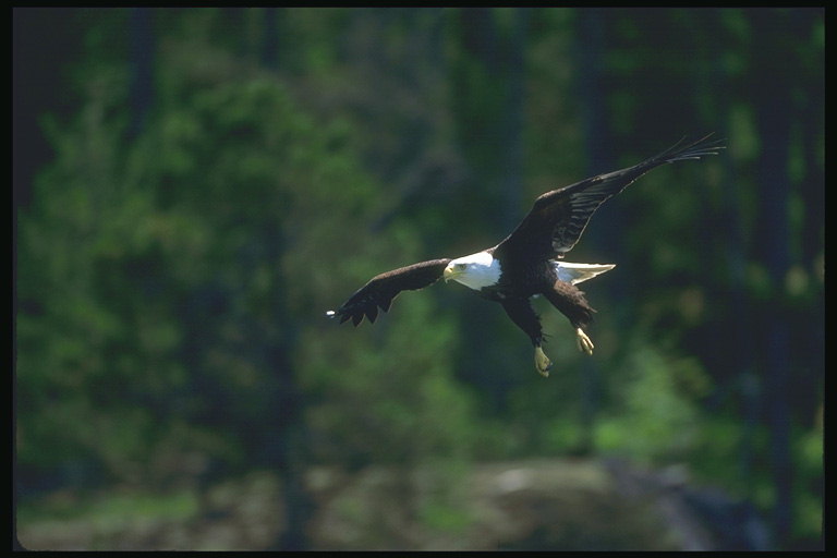 Primavera. Bald Eagle vola sopra la foresta in cerca di miniera