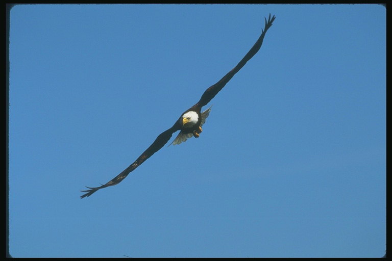 Spring. Bald eagle soaring in the sky