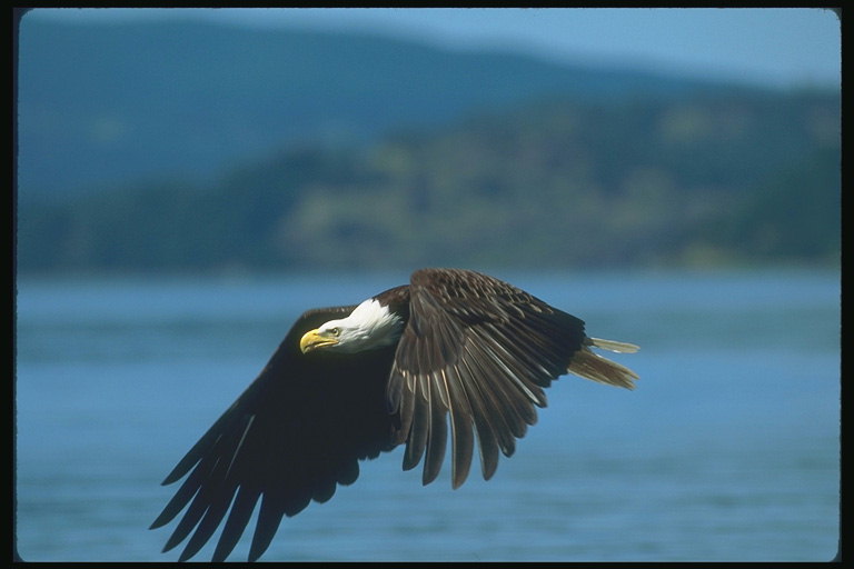 Musim semi. Bald eagle, liar, terbang terhadap latar belakang dari danau
